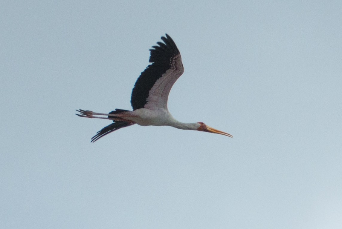 Yellow-billed Stork - Raphaël Nussbaumer