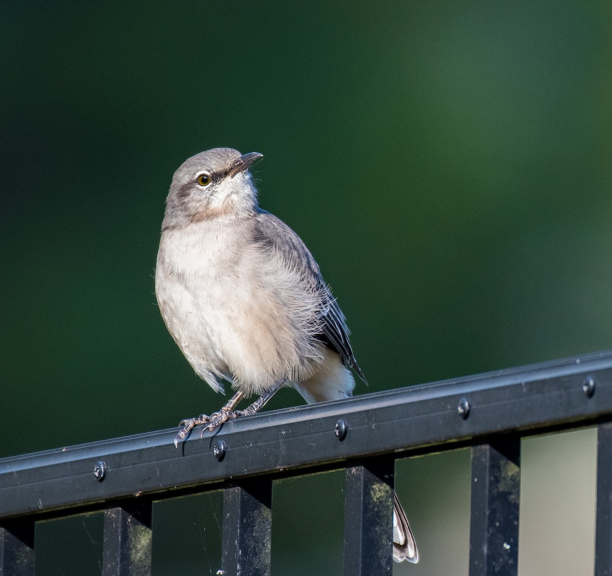 Northern Mockingbird - ML492057931