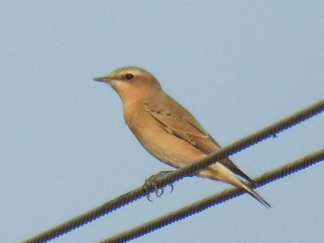 Northern Wheatear - ML492058321