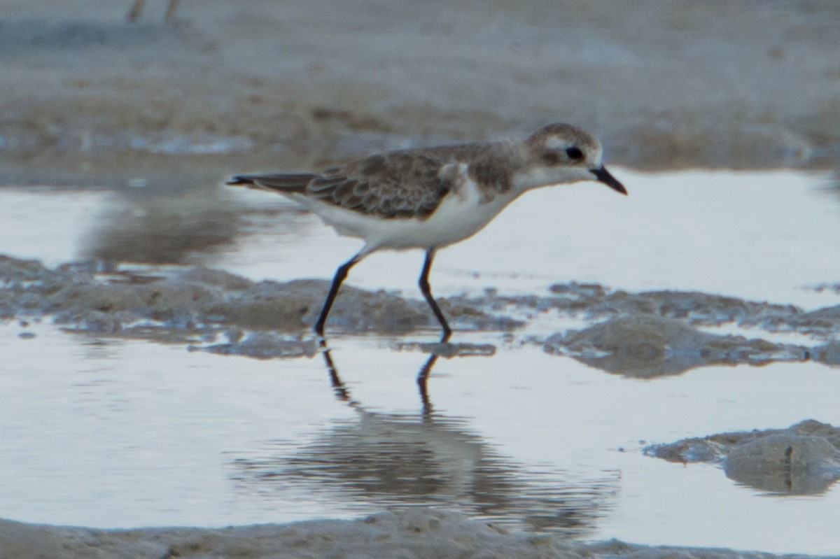 Tibetan Sand-Plover - ML49205921