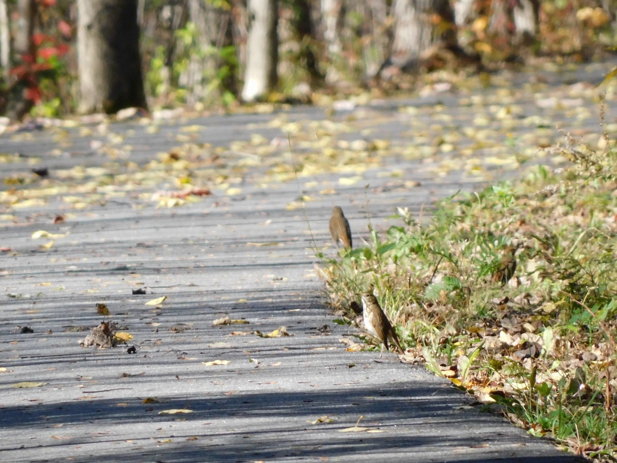 Hermit Thrush - ML492059451