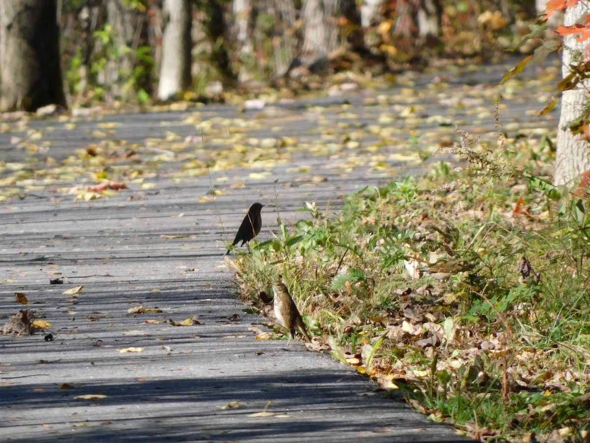 Hermit Thrush - ML492059461