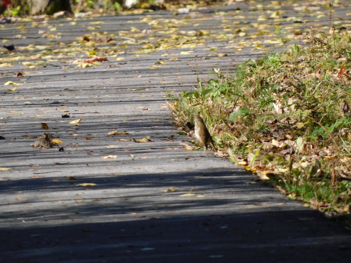 Hermit Thrush - ML492059471