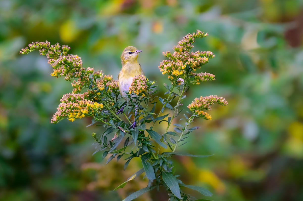 Tennessee Warbler - Cynthia Carlson