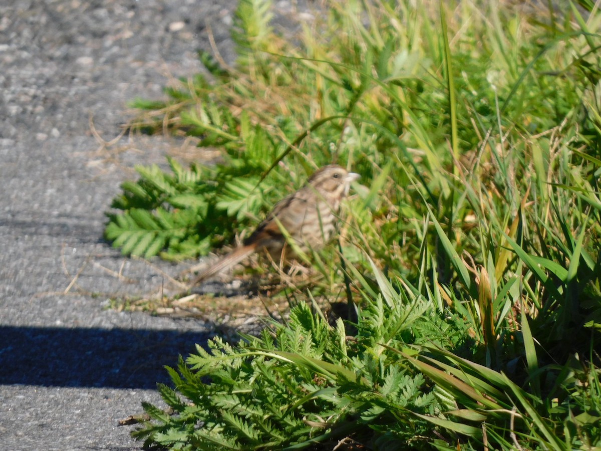 Song Sparrow - ML492059661