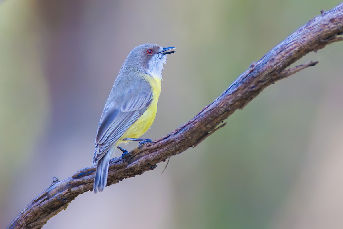 White-throated Gerygone - Paul Heath