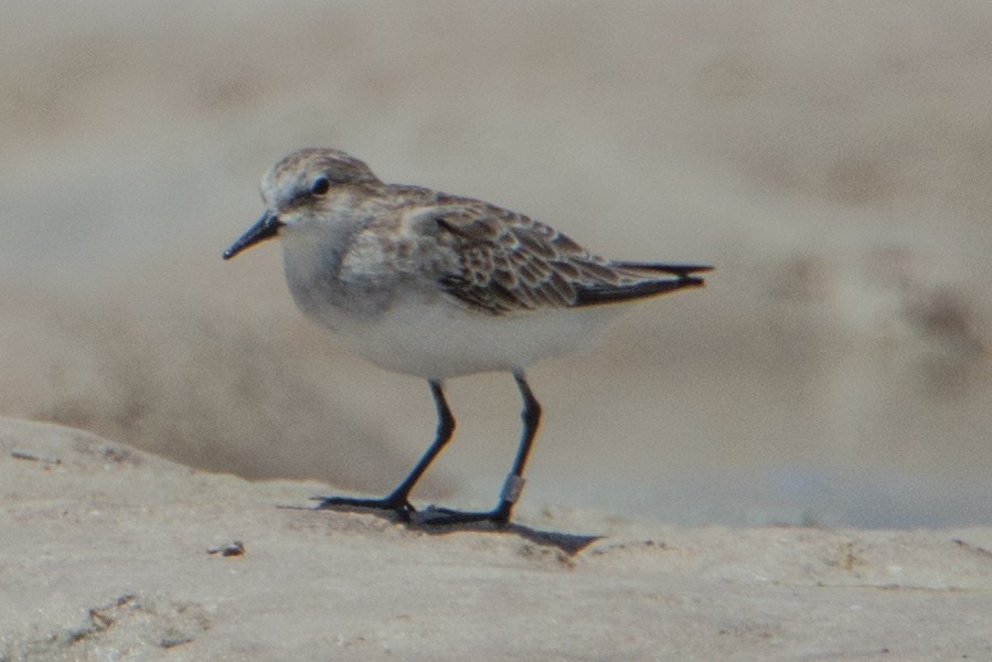 Little Stint - ML49206051