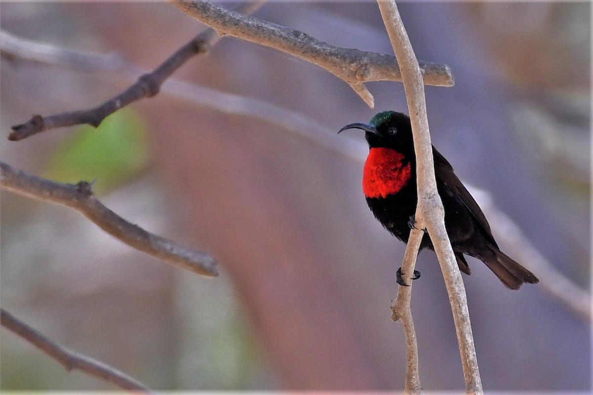 Scarlet-chested Sunbird - ML492060591