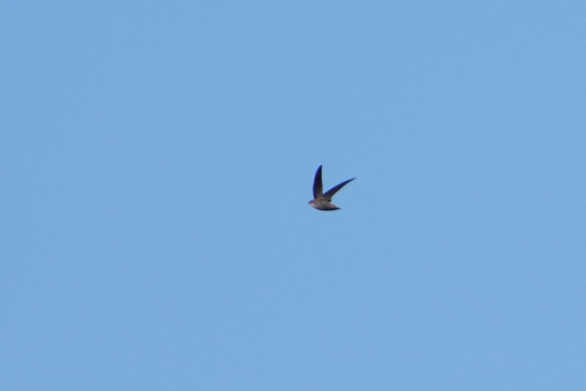 Chimney Swift - ML492060671