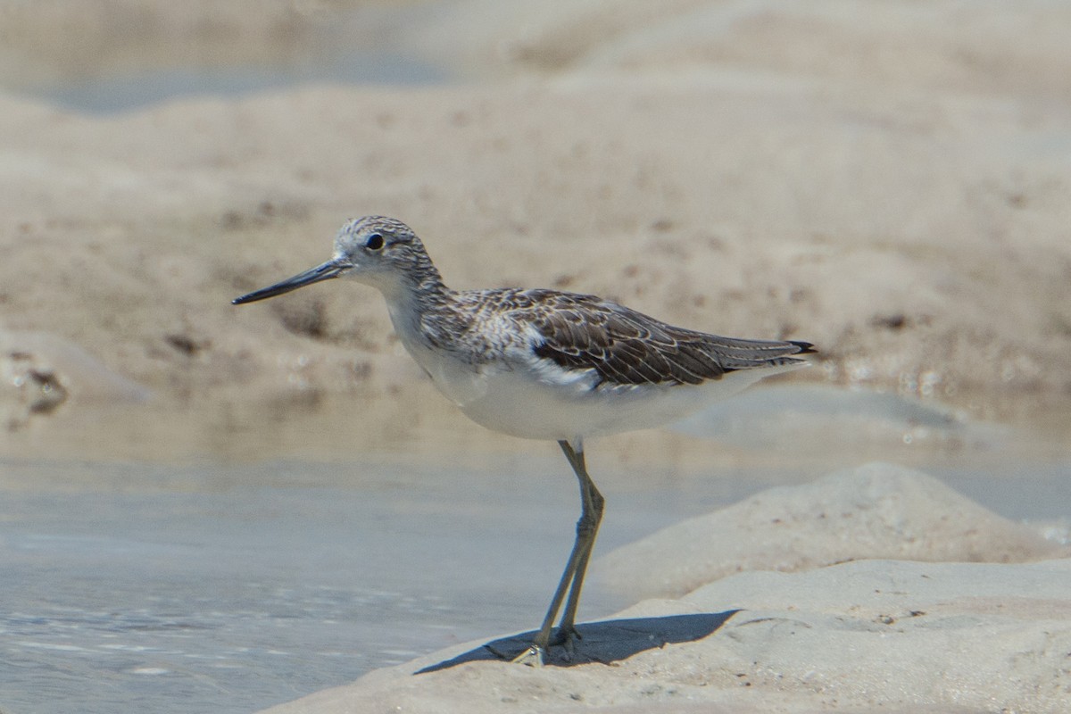 Common Greenshank - ML49206081