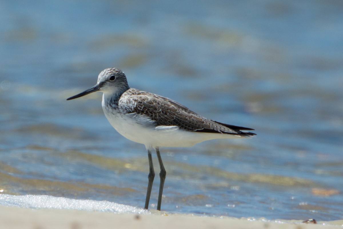 Common Greenshank - ML49206091