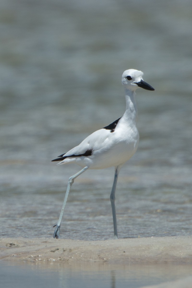 Crab-Plover - Raphaël Nussbaumer