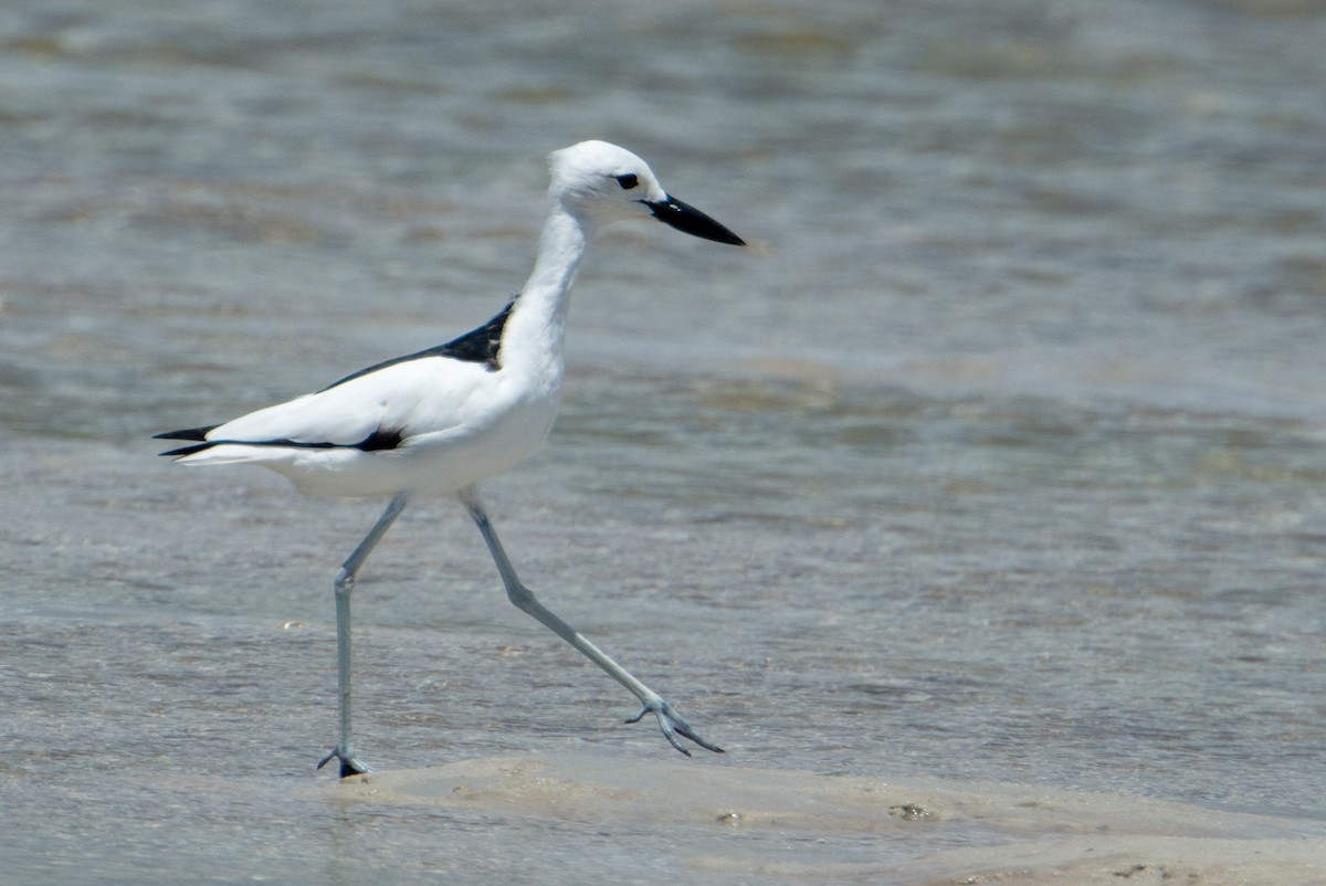 Crab-Plover - Raphaël Nussbaumer