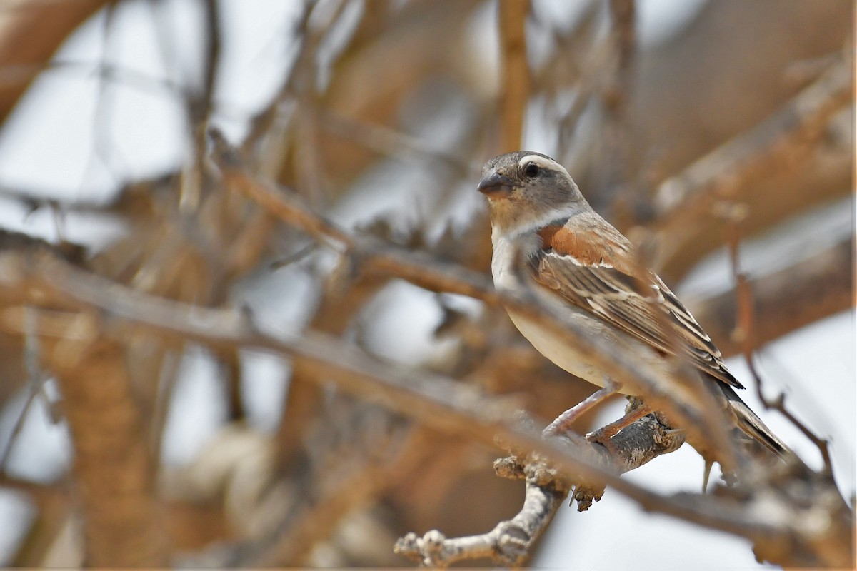 Cape Sparrow - Liz Harper