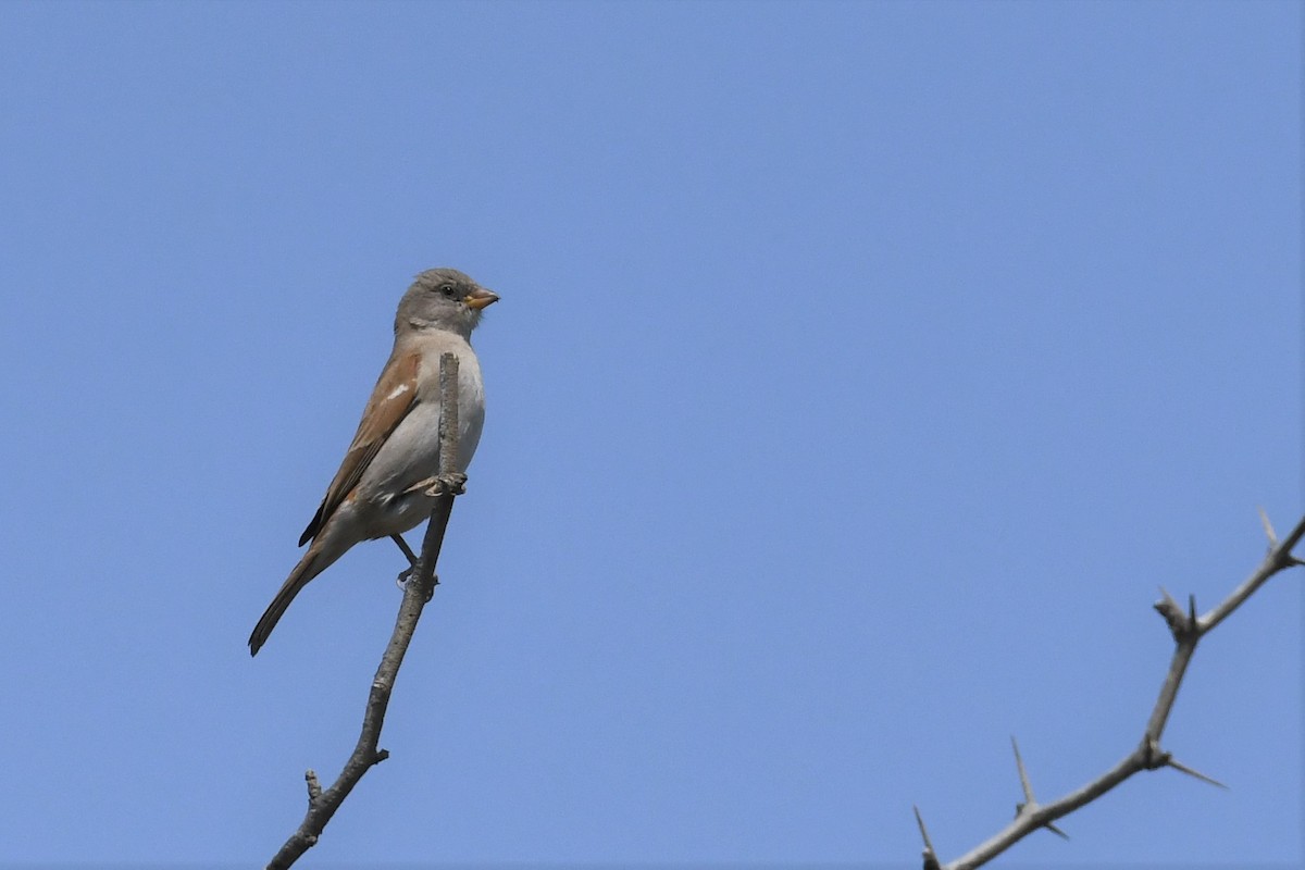 Southern Gray-headed Sparrow - ML492061321
