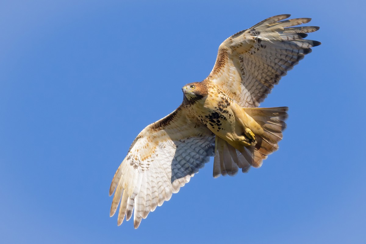 Red-tailed Hawk - ML492061351