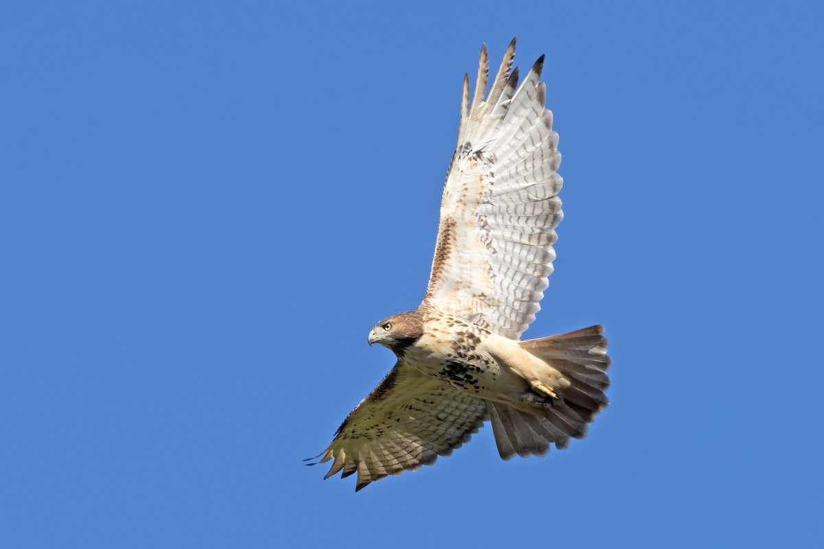 Red-tailed Hawk - ML492061361
