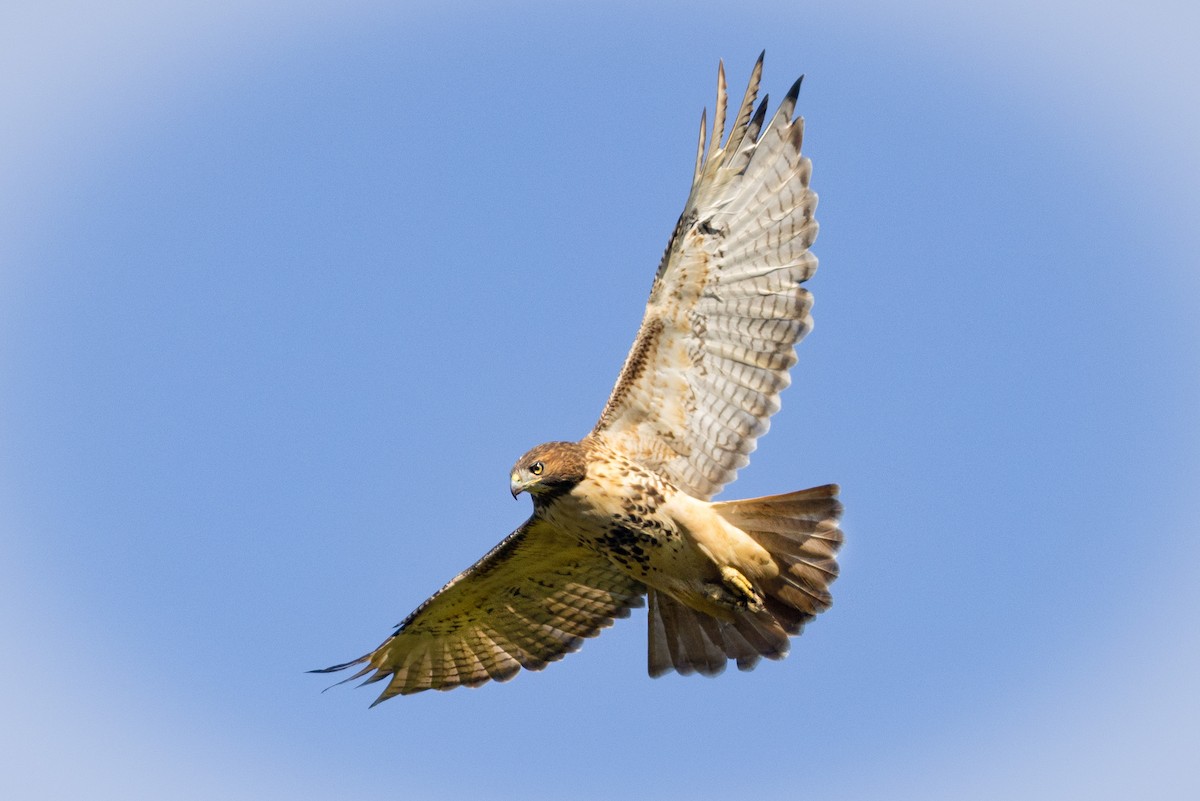Red-tailed Hawk - ML492061381