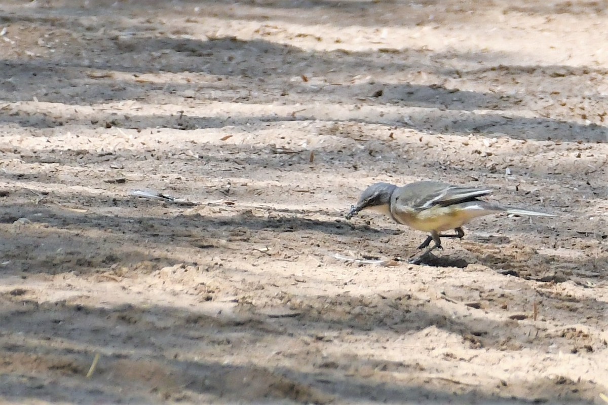 Cape Wagtail - ML492061451