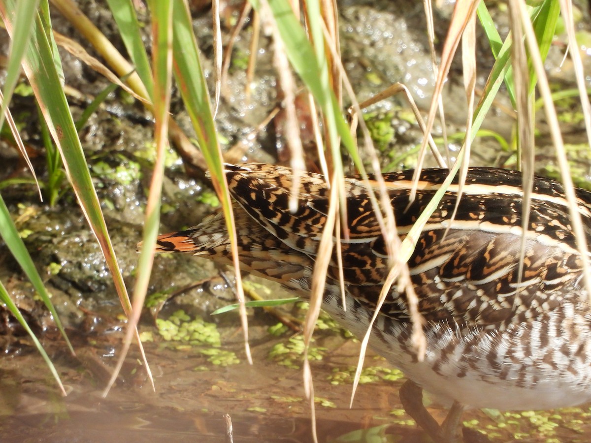 Wilson's Snipe - ML492063811