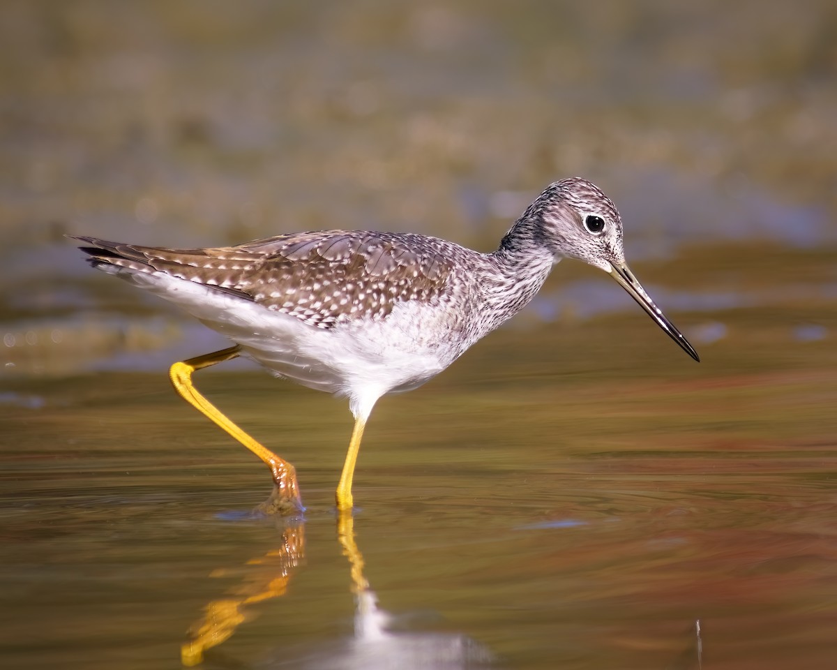 Greater Yellowlegs - ML492065771