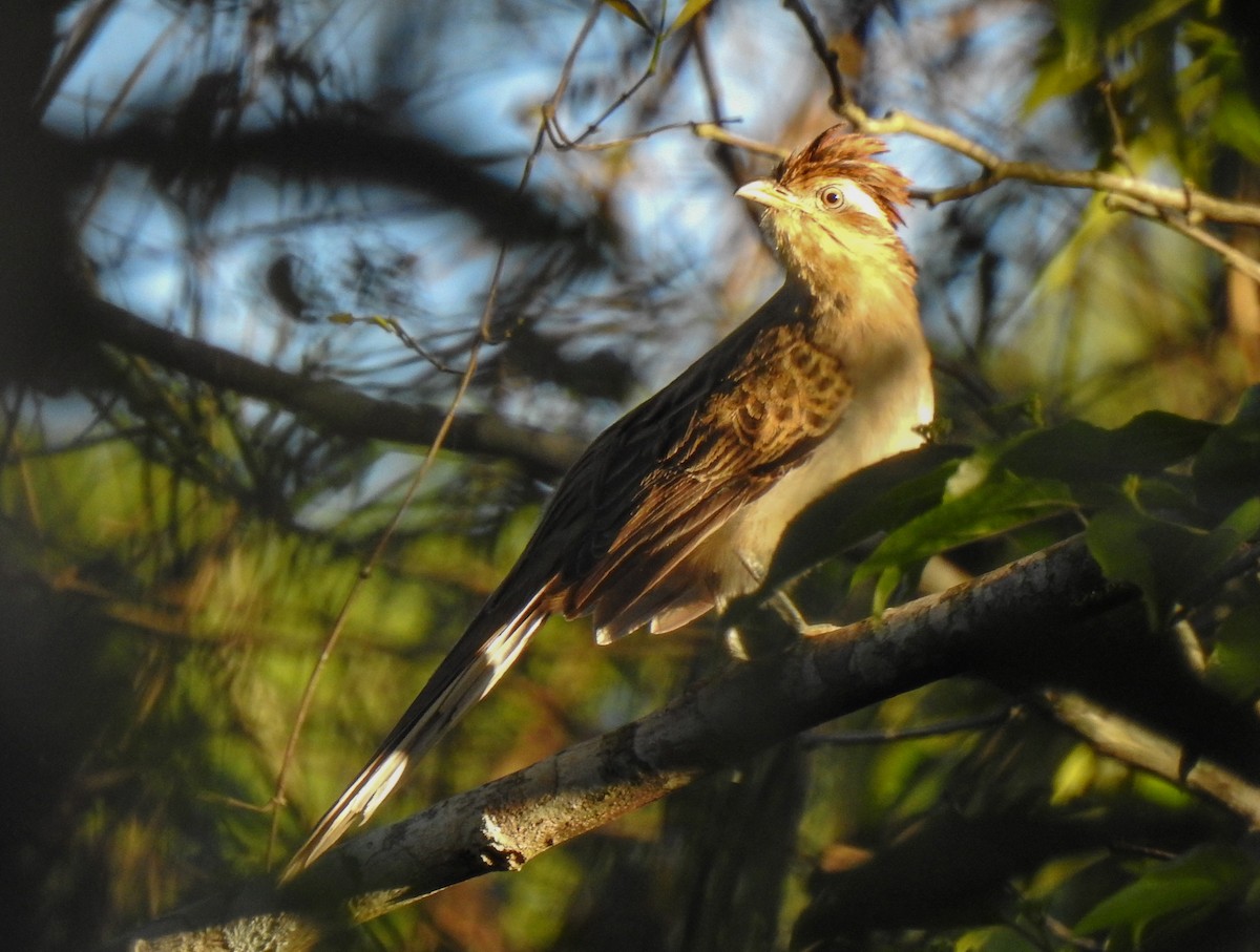 Striped Cuckoo - ML492066271