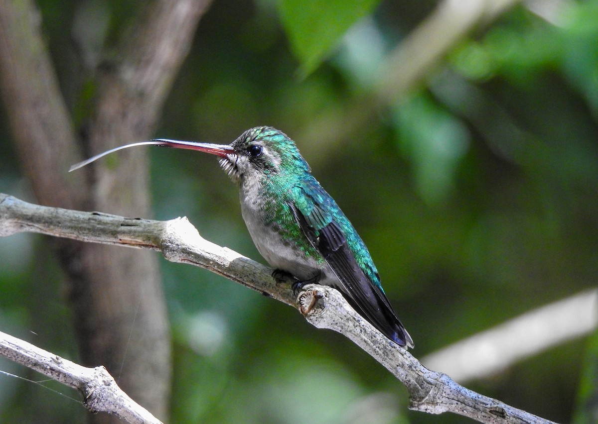 Glittering-bellied Emerald - ML492066711