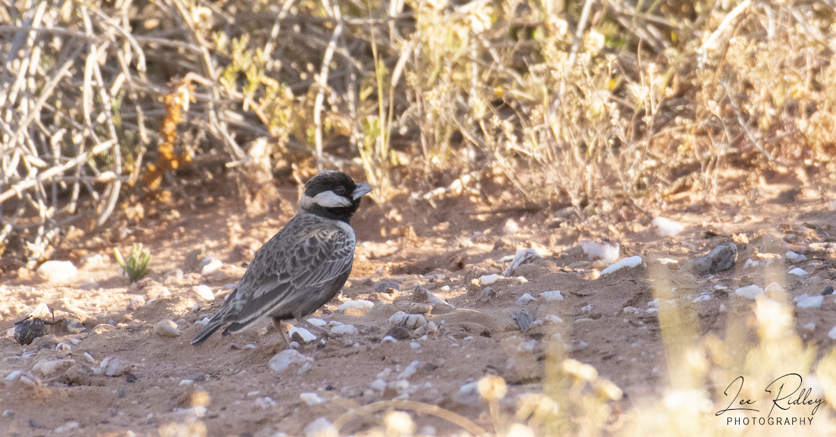 Gray-backed Sparrow-Lark - ML492067911