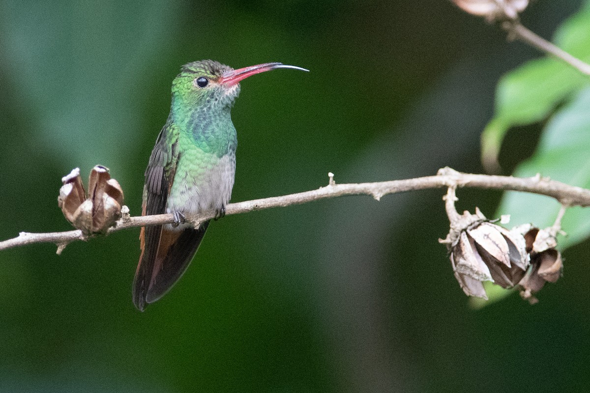 Rufous-tailed Hummingbird - Daniel Field