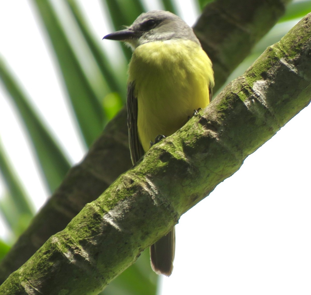 Tropical Kingbird - ML492068751