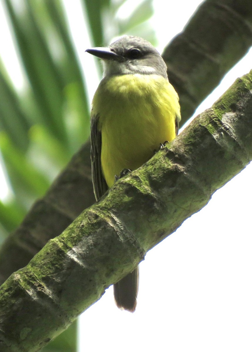 Tropical Kingbird - ML492068761