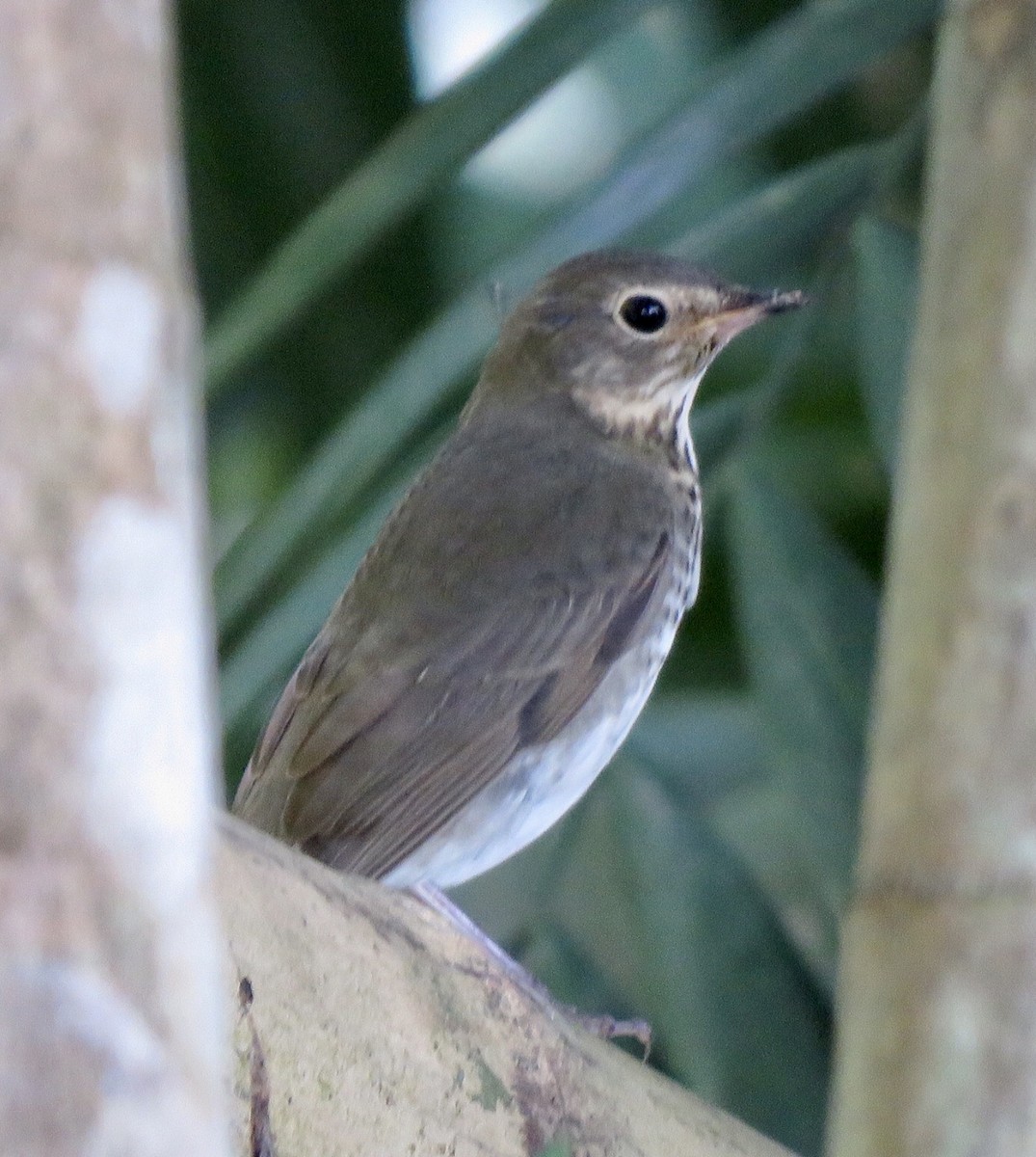 Swainson's Thrush - ML492068851