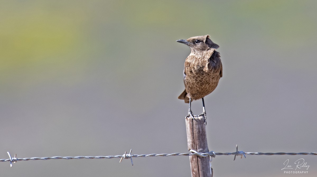 Southern Anteater-Chat - ML492069191