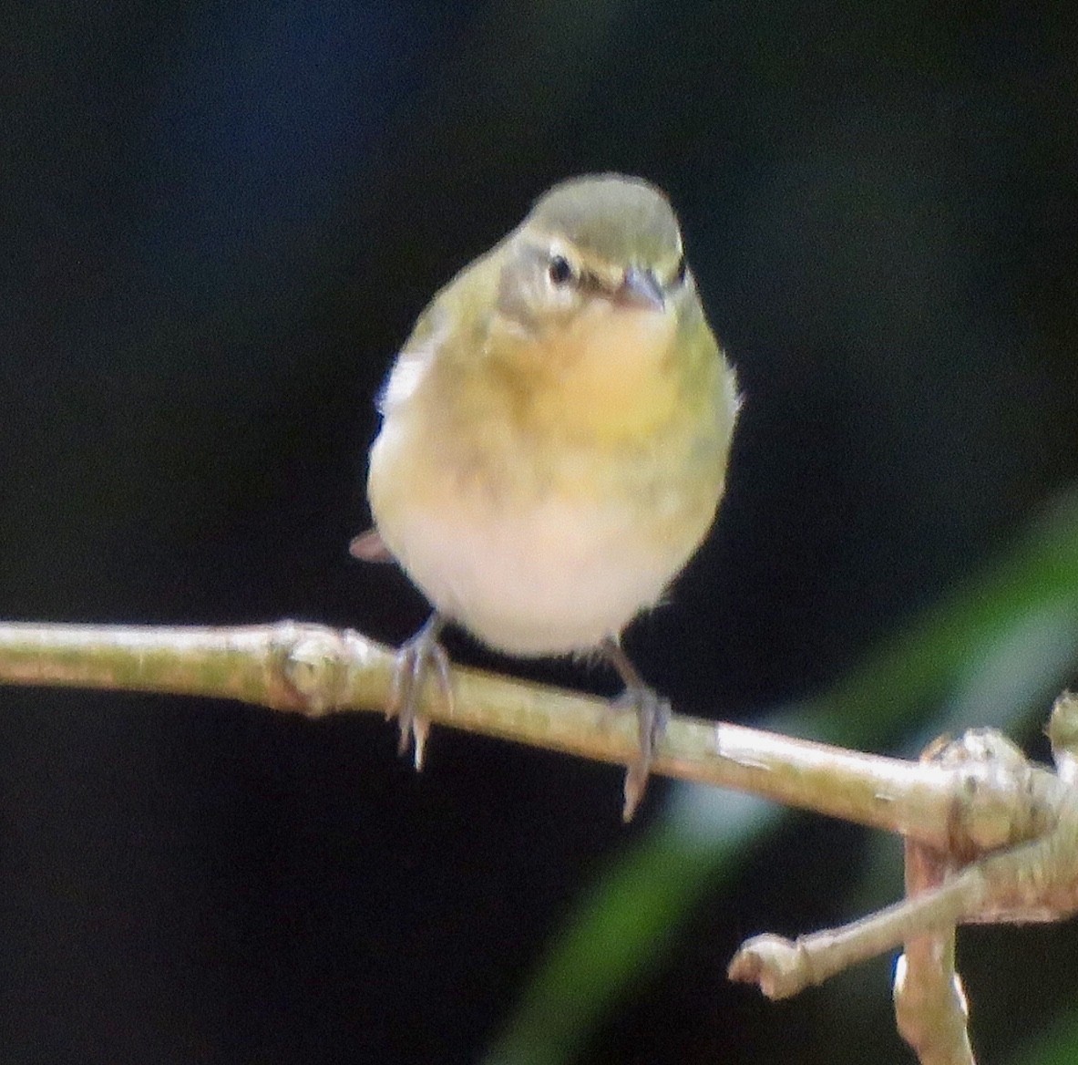 Tennessee Warbler - ML492069221