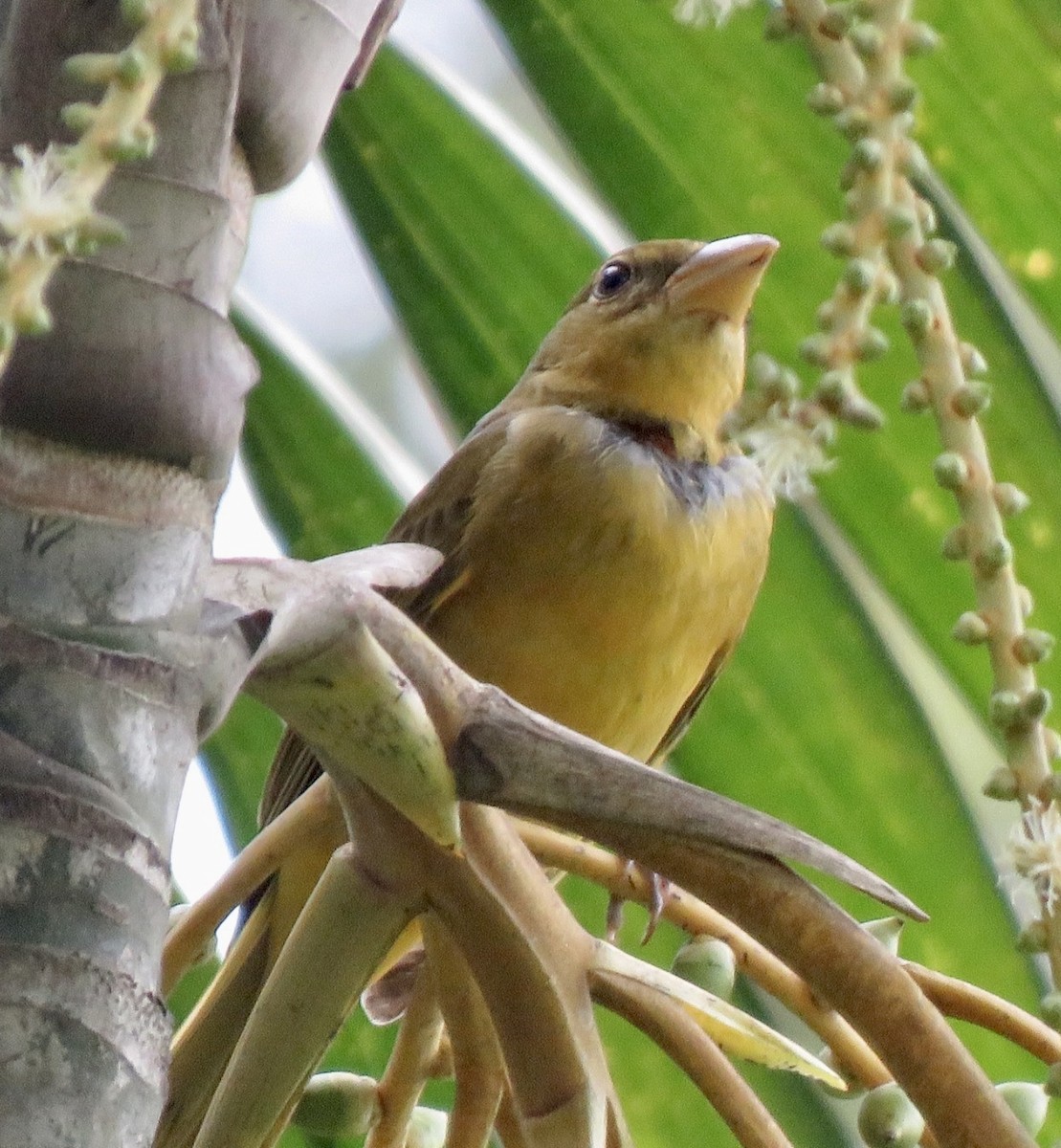 Summer Tanager - ML492069341