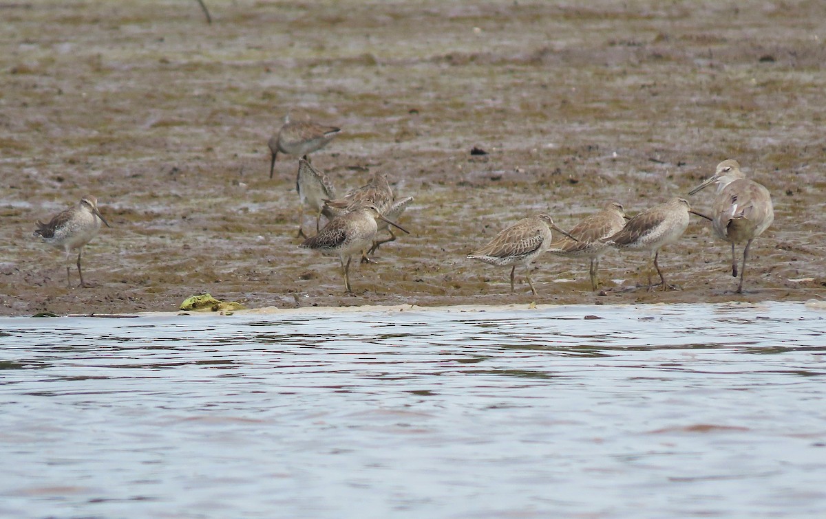 kortnebbekkasinsnipe - ML492069471