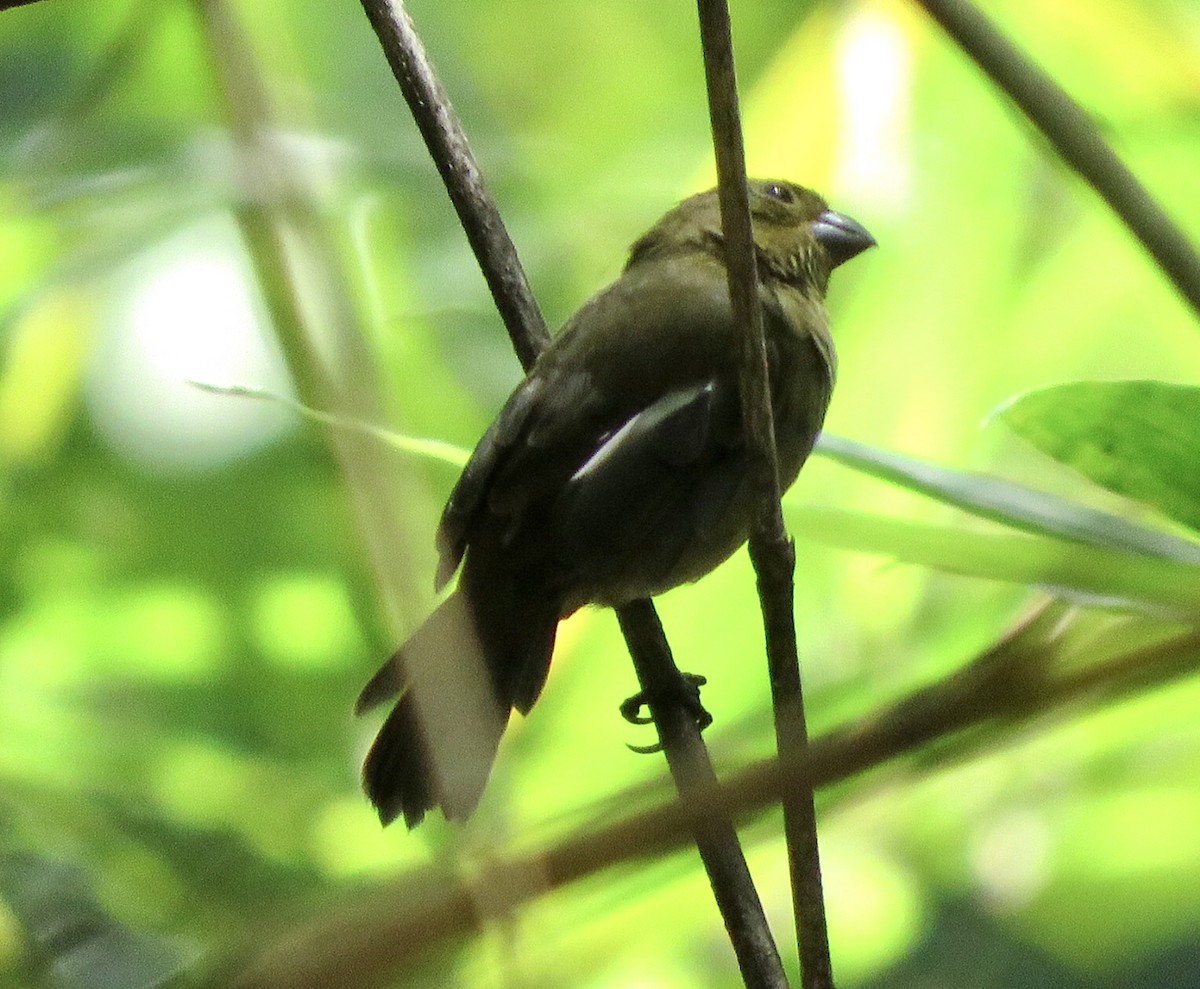 Variable Seedeater - ML492069591