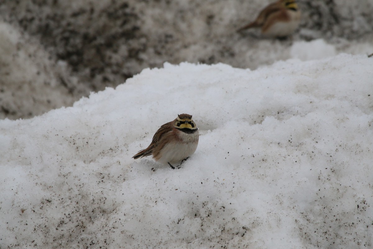 Horned Lark - ML49206991