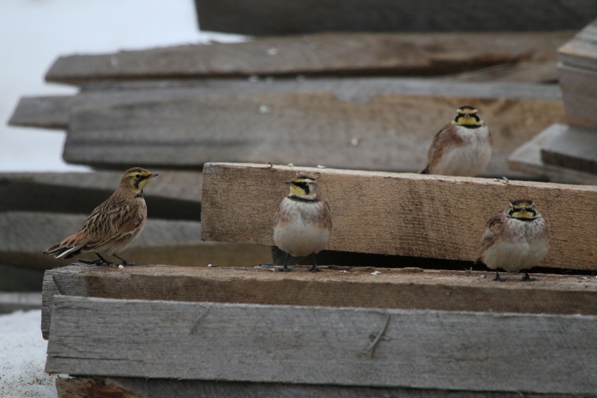 Horned Lark - ML49207001