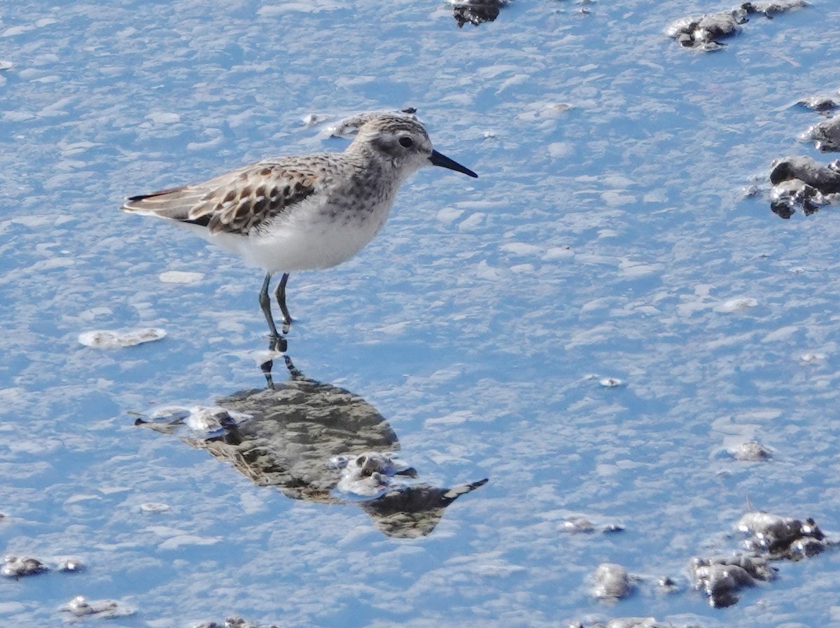 Least Sandpiper - ML492070021