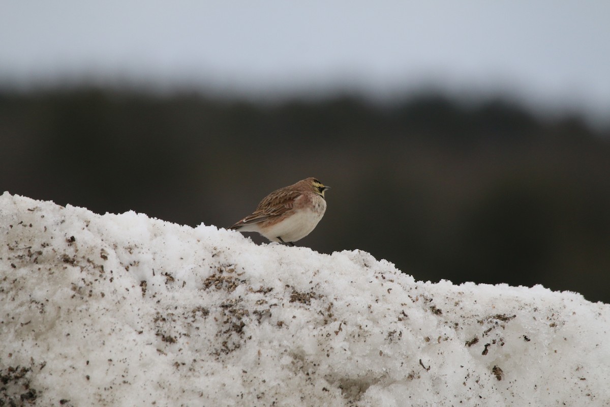 Horned Lark - ML49207011