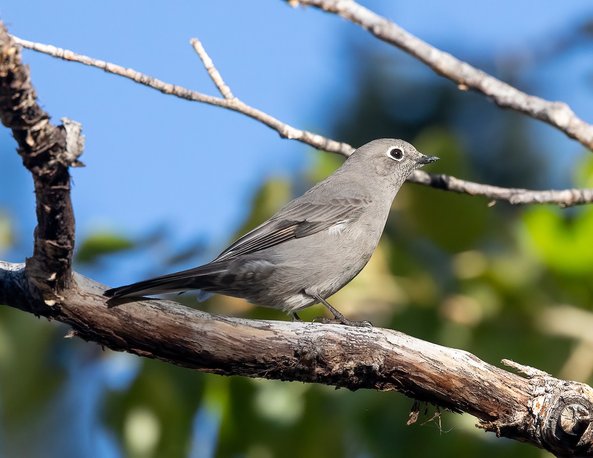 Townsend's Solitaire - Steve Sherman