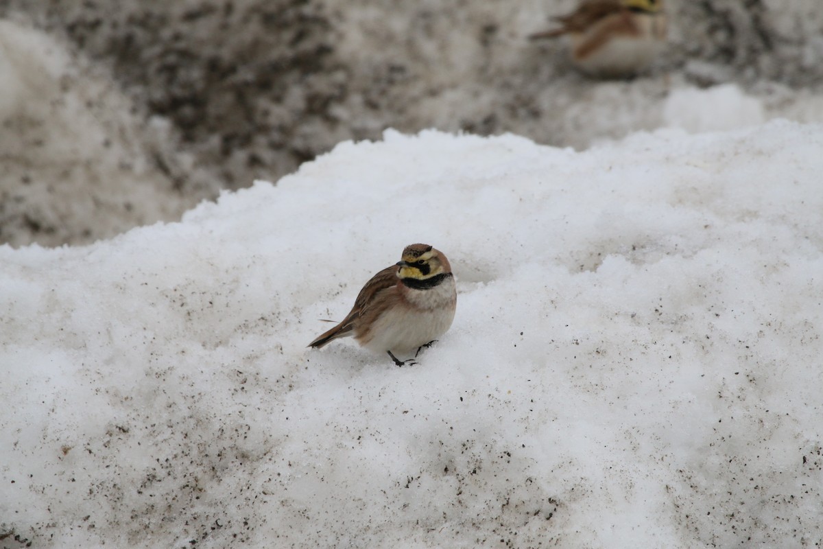 Horned Lark - ML49207021
