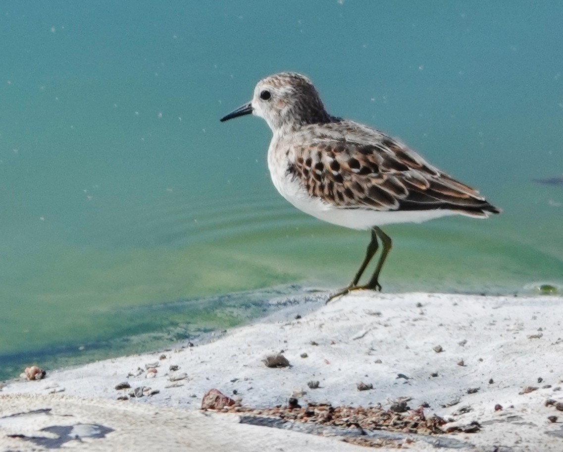 Least Sandpiper - ML492070231