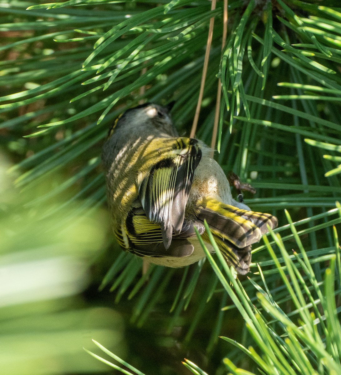 Golden-crowned Kinglet - ML492070721