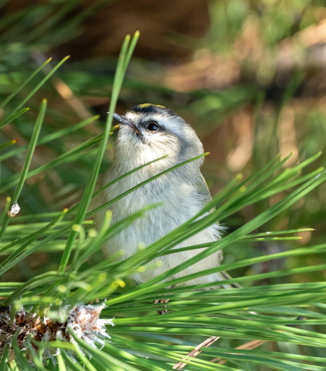 Golden-crowned Kinglet - ML492070791