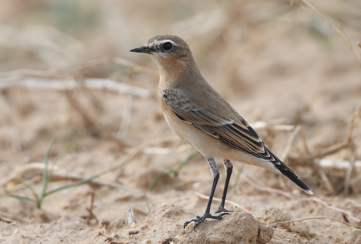 Northern Wheatear - Manuel Segura Herrero