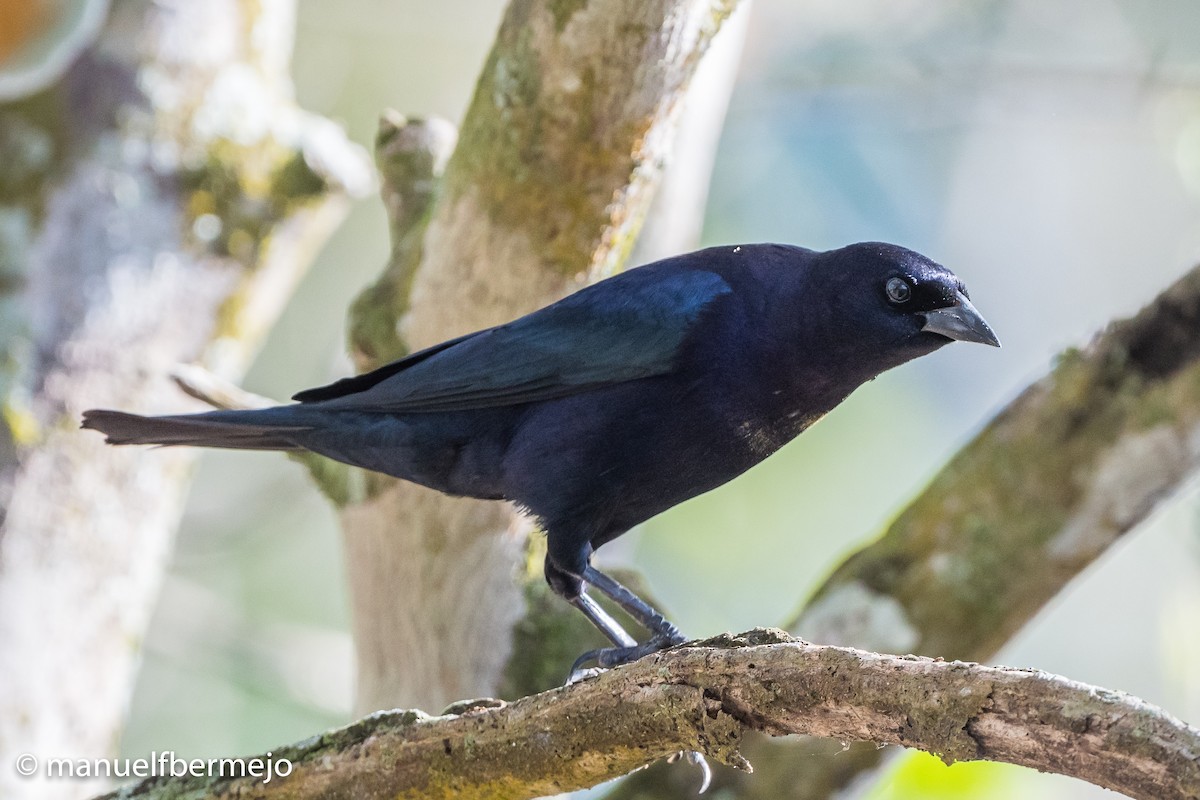 Shiny Cowbird - ML492071251