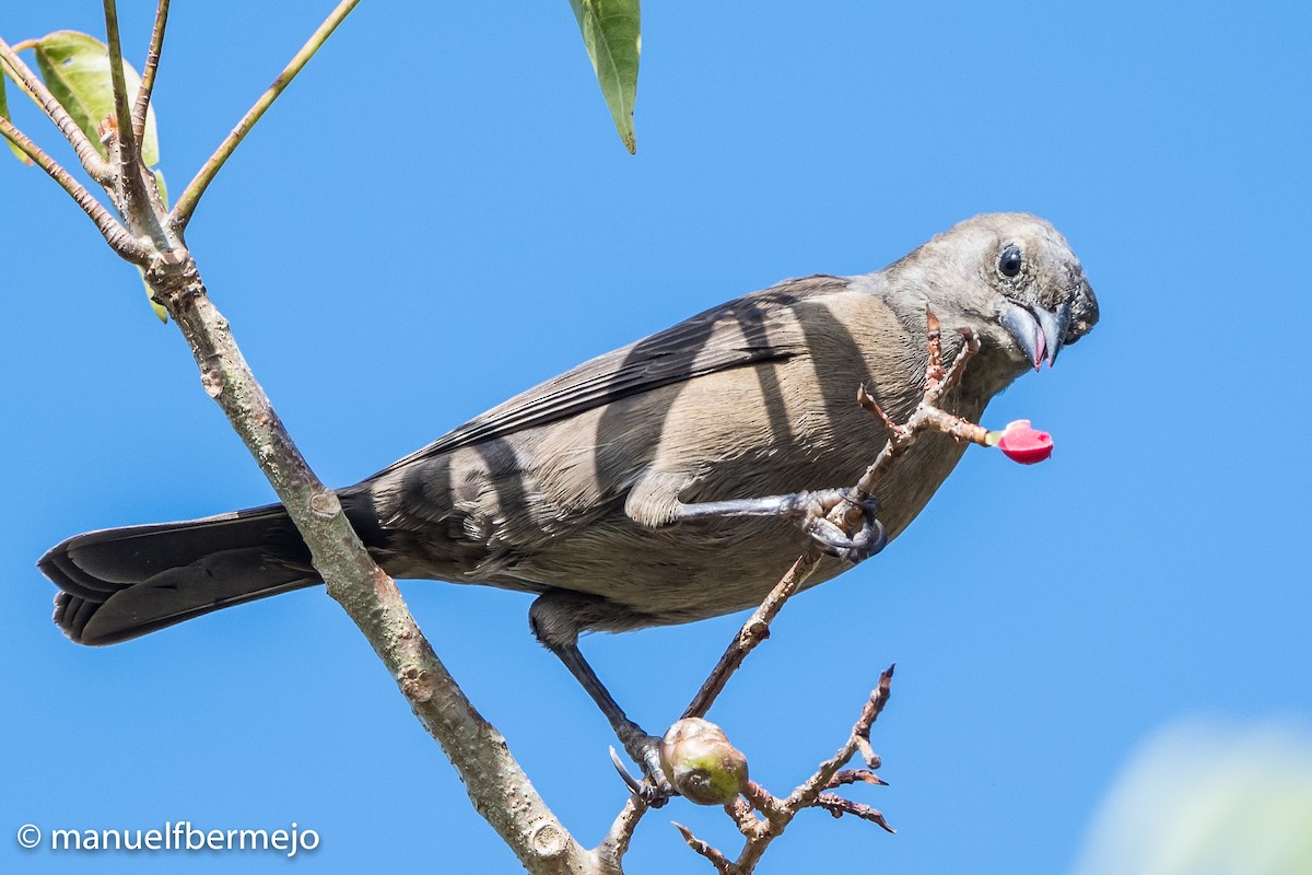 Shiny Cowbird - ML492071261