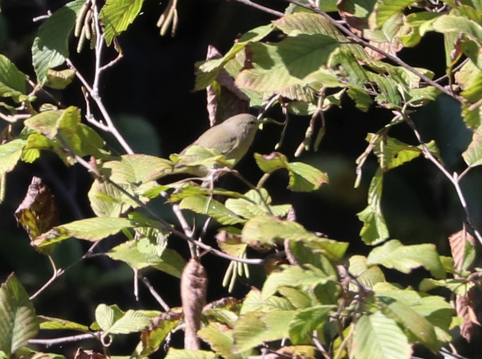 Orange-crowned Warbler - ML492071521